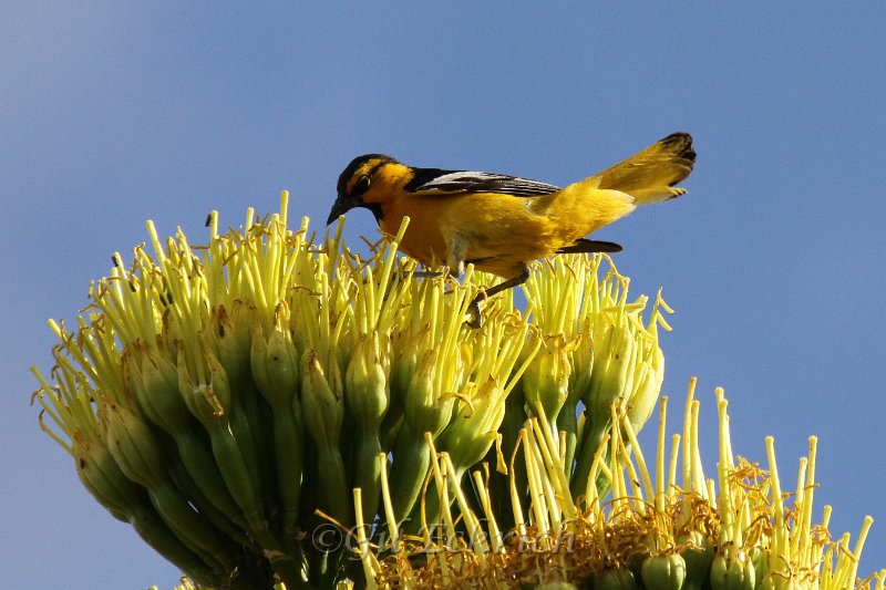 Bullock's Oriole 2011_07_15_1568.JPG